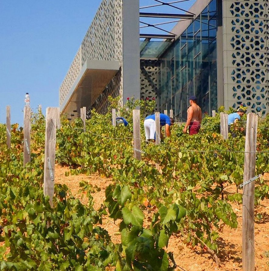 Δαιμόνιος Λάκης Γαβαλάς: Εφτιαξε αμπέλι έξω από το ντιζαϊνάτο κτίριο της Κάντζας [εικόνες] | iefimerida.gr 0