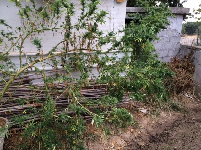 Μετέτρεψε εγκαταλελειμμένο εργοστάσιο σε φυτεία χασίς - Βρέθηκαν 2.500 δενδρύλλια [εικόνες]  | iefimerida.gr 0