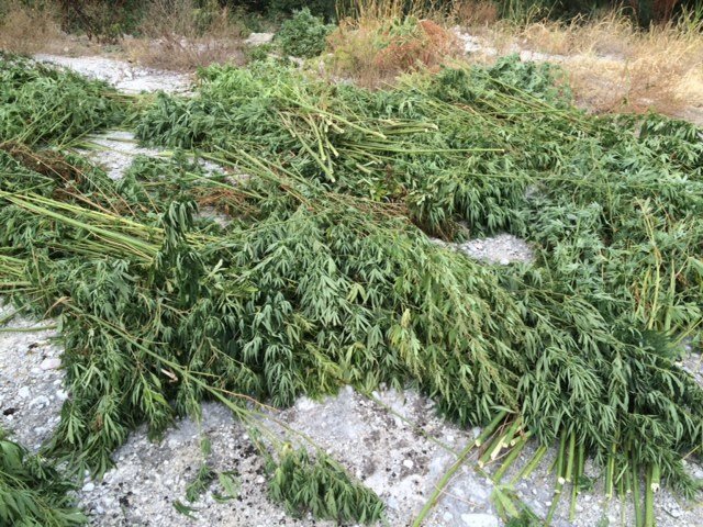 Μετέτρεψε εγκαταλελειμμένο εργοστάσιο σε φυτεία χασίς - Βρέθηκαν 2.500 δενδρύλλια [εικόνες]  | iefimerida.gr 1