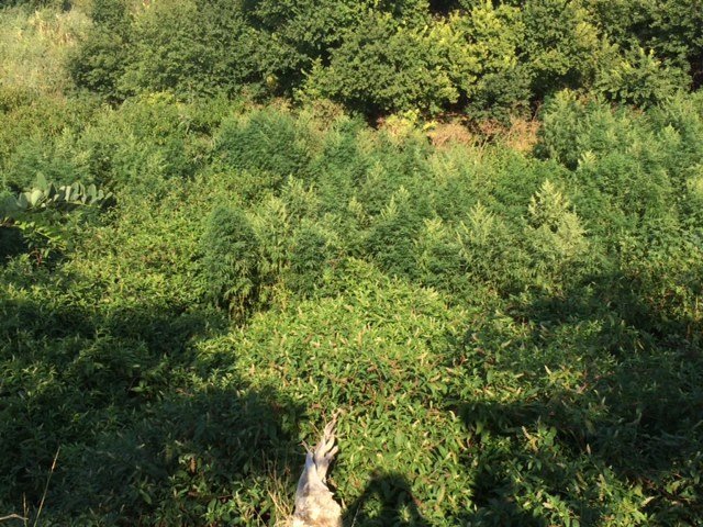 Μετέτρεψε εγκαταλελειμμένο εργοστάσιο σε φυτεία χασίς - Βρέθηκαν 2.500 δενδρύλλια [εικόνες]  | iefimerida.gr 2