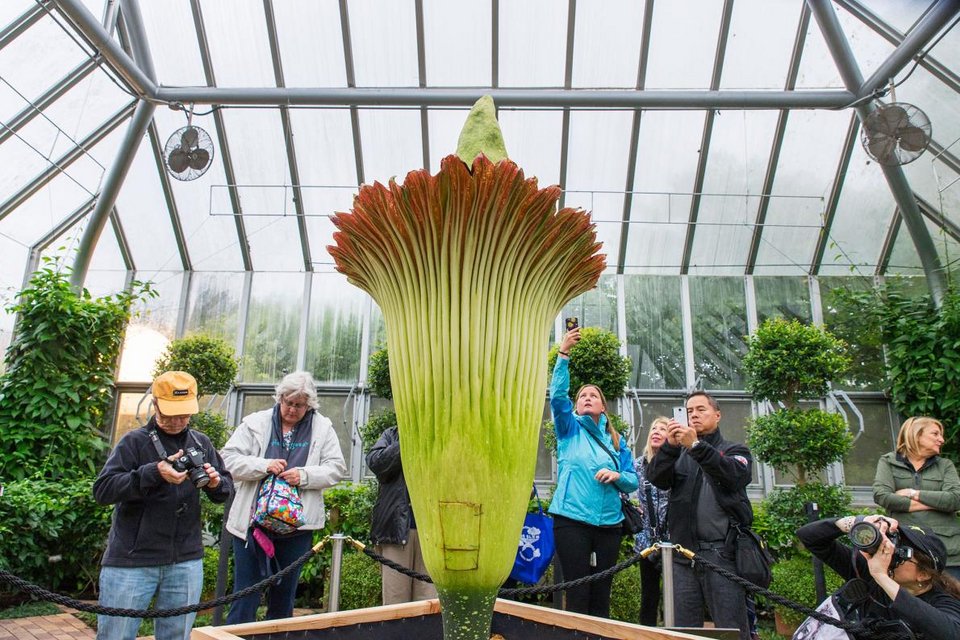 Γιατί μυρίζει χάλια το λουλούδι «πτώμα»: Τι σχέση έχει με τις ιδρωμένες κάλτσες [εικόνες] | iefimerida.gr 0