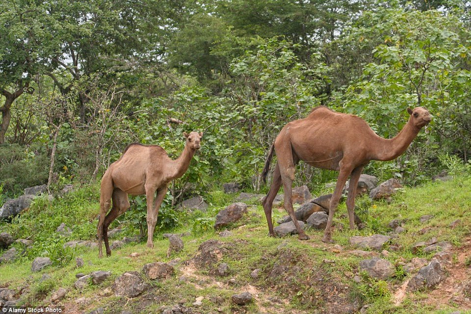 Η εκπληκτική όαση του Ομάν -Εμφανίζεται εν μια νυκτί και μετά... εξαφανίζεται! [εικόνες] | iefimerida.gr 5
