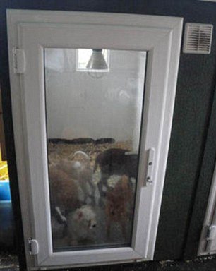 Τράφικινγκ σκύλων: Η σκληρή αλήθεια πίσω από τα κουτάβια της βιτρίνας [εικόνες] | iefimerida.gr 1