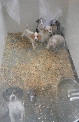 Τράφικινγκ σκύλων: Η σκληρή αλήθεια πίσω από τα κουτάβια της βιτρίνας [εικόνες] | iefimerida.gr 0