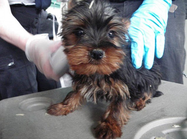 Τράφικινγκ σκύλων: Η σκληρή αλήθεια πίσω από τα κουτάβια της βιτρίνας [εικόνες] | iefimerida.gr 3