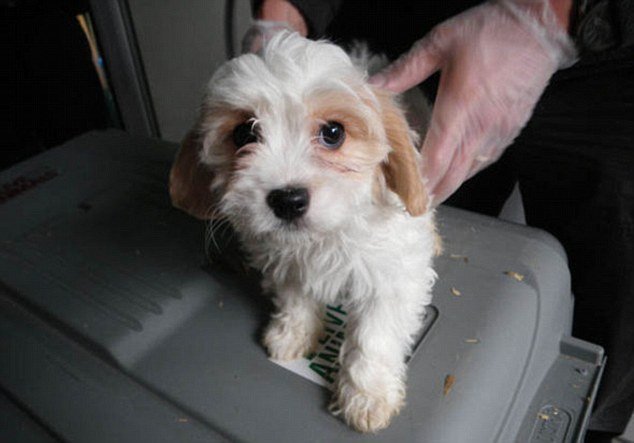 Τράφικινγκ σκύλων: Η σκληρή αλήθεια πίσω από τα κουτάβια της βιτρίνας [εικόνες] | iefimerida.gr 2