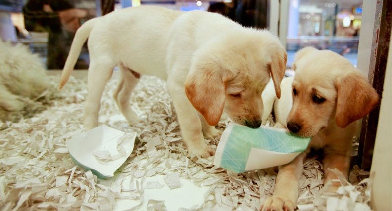 Τράφικινγκ σκύλων: Η σκληρή αλήθεια πίσω από τα κουτάβια της βιτρίνας [εικόνες] | iefimerida.gr 5