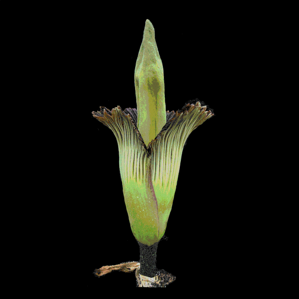 Γιατί μυρίζει χάλια το λουλούδι «πτώμα»: Τι σχέση έχει με τις ιδρωμένες κάλτσες [εικόνες] | iefimerida.gr 1