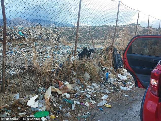 Οδοντίατρος στην Κρήτη παρατάει τη δουλειά του για να φροντίζει αδέσποτα - Η Daily Mail εντυπωσιάζεται [εικόνες] | iefimerida.gr 2