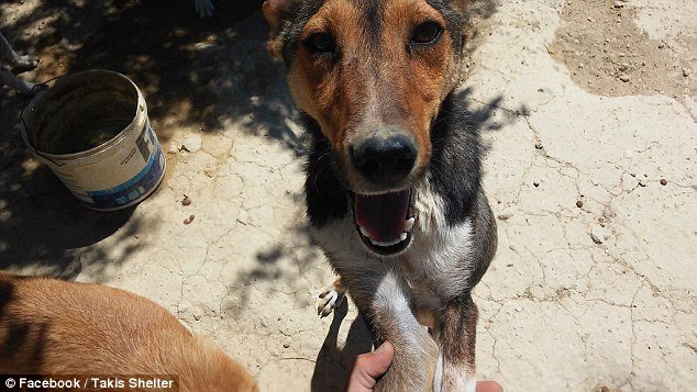 Οδοντίατρος στην Κρήτη παρατάει τη δουλειά του για να φροντίζει αδέσποτα - Η Daily Mail εντυπωσιάζεται [εικόνες] | iefimerida.gr 16