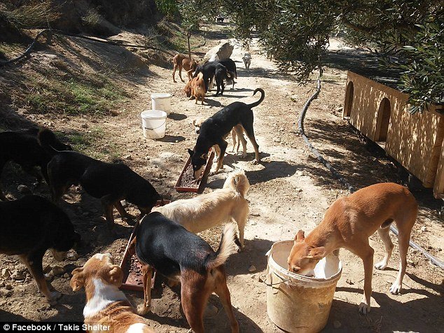 Οδοντίατρος στην Κρήτη παρατάει τη δουλειά του για να φροντίζει αδέσποτα - Η Daily Mail εντυπωσιάζεται [εικόνες] | iefimerida.gr 15