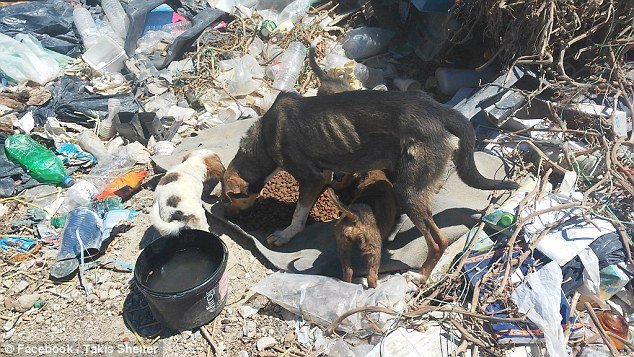 Οδοντίατρος στην Κρήτη παρατάει τη δουλειά του για να φροντίζει αδέσποτα - Η Daily Mail εντυπωσιάζεται [εικόνες] | iefimerida.gr 3