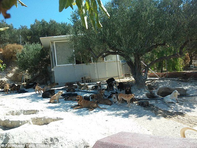 Οδοντίατρος στην Κρήτη παρατάει τη δουλειά του για να φροντίζει αδέσποτα - Η Daily Mail εντυπωσιάζεται [εικόνες] | iefimerida.gr 12