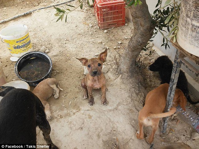 Οδοντίατρος στην Κρήτη παρατάει τη δουλειά του για να φροντίζει αδέσποτα - Η Daily Mail εντυπωσιάζεται [εικόνες] | iefimerida.gr 13
