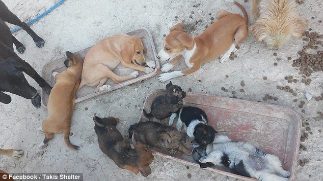 Οδοντίατρος στην Κρήτη παρατάει τη δουλειά του για να φροντίζει αδέσποτα - Η Daily Mail εντυπωσιάζεται [εικόνες] | iefimerida.gr 14