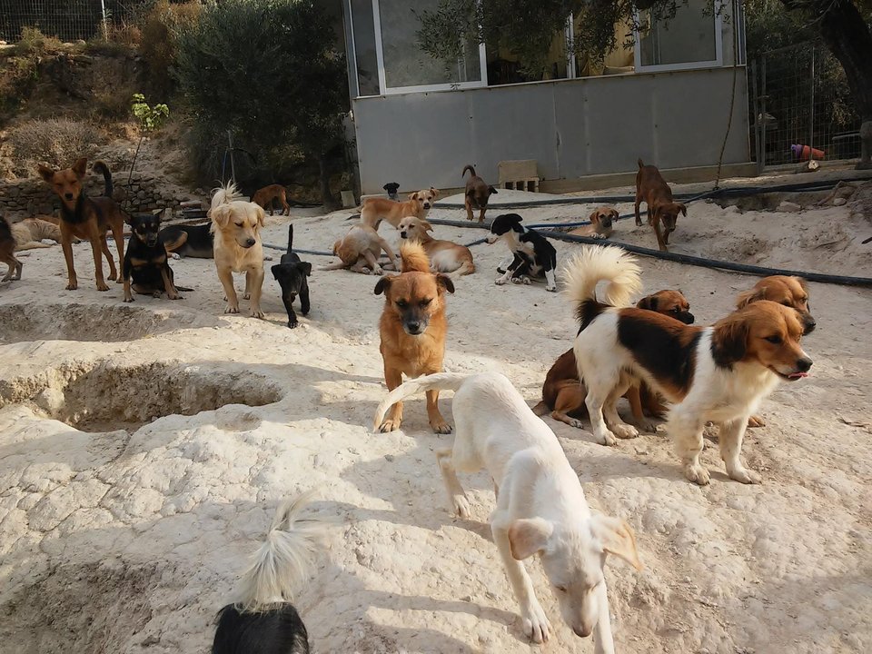 Οδοντίατρος στην Κρήτη παρατάει τη δουλειά του για να φροντίζει αδέσποτα - Η Daily Mail εντυπωσιάζεται [εικόνες] | iefimerida.gr 6