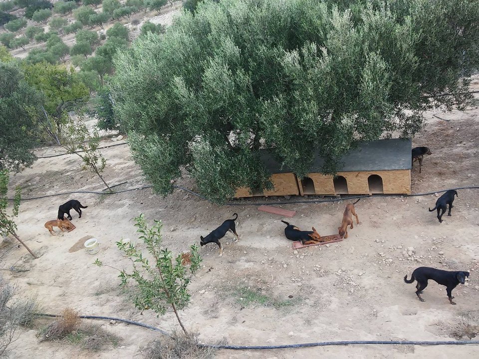 Οδοντίατρος στην Κρήτη παρατάει τη δουλειά του για να φροντίζει αδέσποτα - Η Daily Mail εντυπωσιάζεται [εικόνες] | iefimerida.gr 7