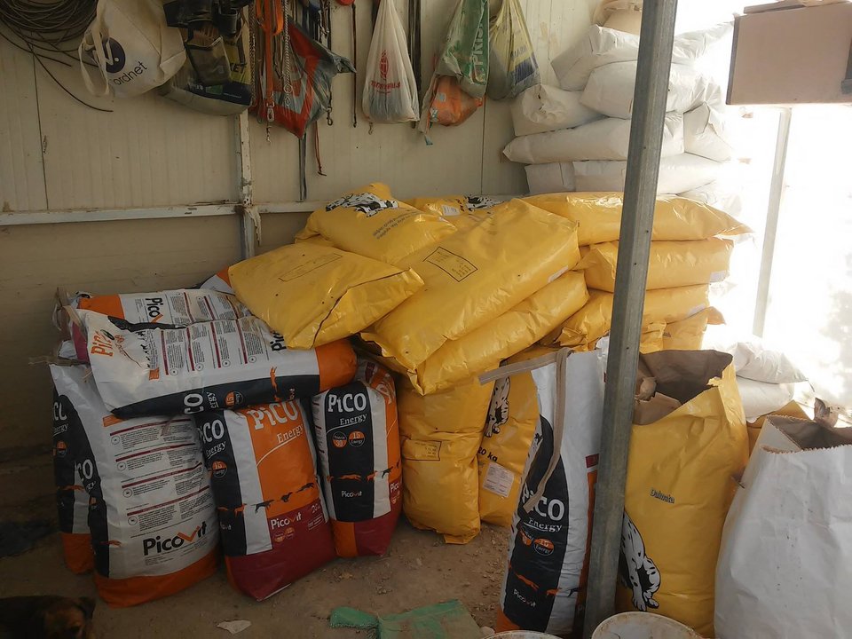 Οδοντίατρος στην Κρήτη παρατάει τη δουλειά του για να φροντίζει αδέσποτα - Η Daily Mail εντυπωσιάζεται [εικόνες] | iefimerida.gr 4