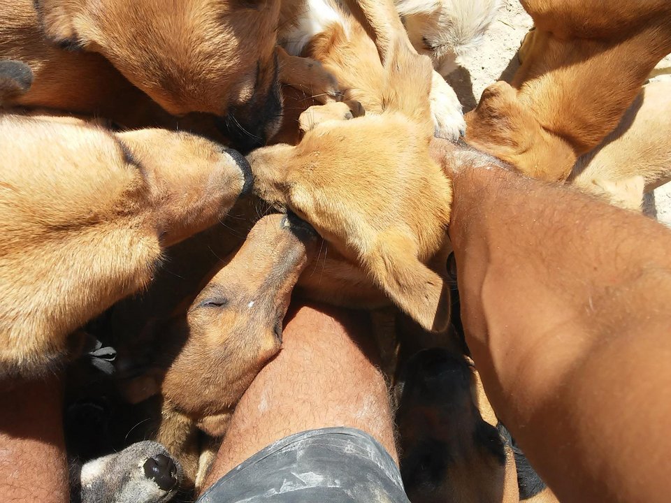 Οδοντίατρος στην Κρήτη παρατάει τη δουλειά του για να φροντίζει αδέσποτα - Η Daily Mail εντυπωσιάζεται [εικόνες] | iefimerida.gr 5