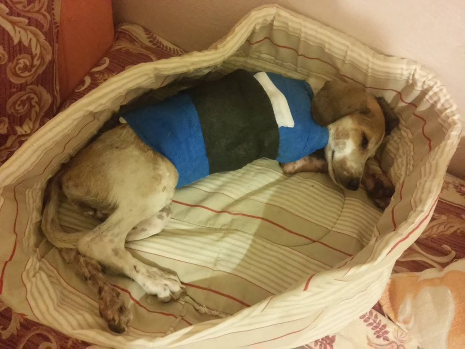 Οδοντίατρος στην Κρήτη παρατάει τη δουλειά του για να φροντίζει αδέσποτα - Η Daily Mail εντυπωσιάζεται [εικόνες] | iefimerida.gr 9