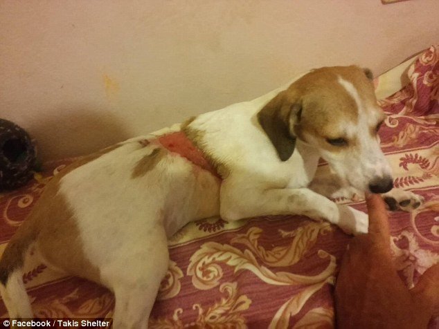 Οδοντίατρος στην Κρήτη παρατάει τη δουλειά του για να φροντίζει αδέσποτα - Η Daily Mail εντυπωσιάζεται [εικόνες] | iefimerida.gr 10