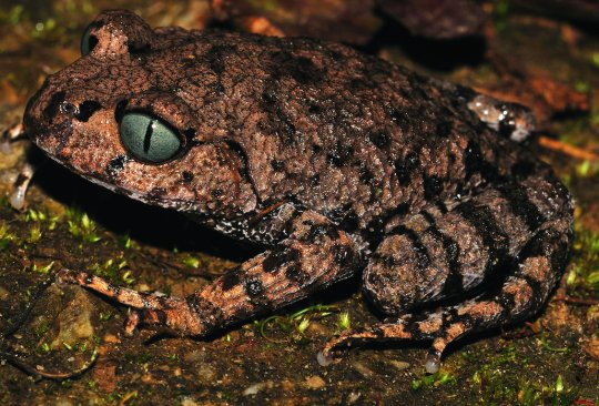 Μαϊμού που φτερνίζεται και ψάρι που περπατά ανακαλύφθηκαν στα Ιμαλάια [εικόνες] | iefimerida.gr 4