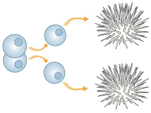 Το χρονικό της κλωνοποίησης: Από την Dolly μέχρι την θεραπεία βλαστοκυττάρων [εικόνες] | iefimerida.gr 0