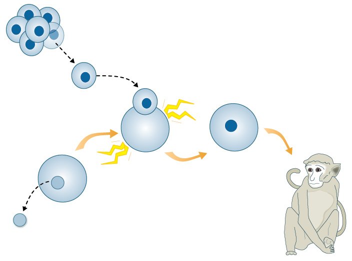 Το χρονικό της κλωνοποίησης: Από την Dolly μέχρι την θεραπεία βλαστοκυττάρων [εικόνες] | iefimerida.gr 6