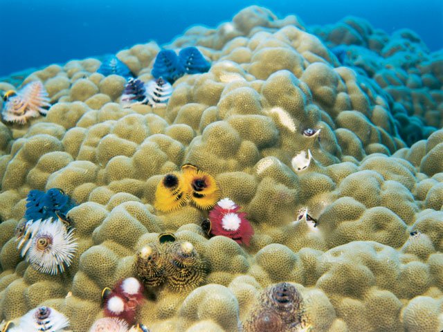 Yπερθέαμα με κοράλλια στο Πλανητάριο [εικόνες]  | iefimerida.gr 1