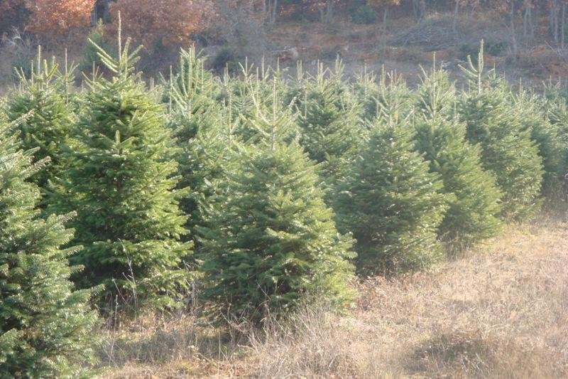 Χαλκιδική: Επιλέγεις χριστουγεννιάτικο δέντρο μέσα από το δάσος | iefimerida.gr 0