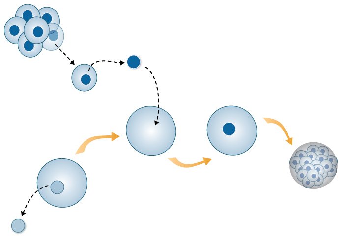 Το χρονικό της κλωνοποίησης: Από την Dolly μέχρι την θεραπεία βλαστοκυττάρων [εικόνες] | iefimerida.gr 4