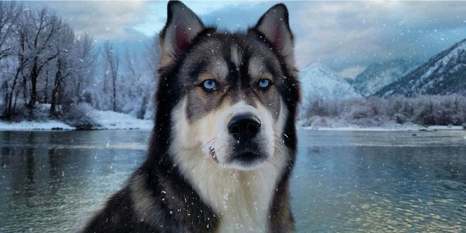 Ο σκύλος την έσωσε από τη βία του συντρόφου της -Μια απίστευτη ιστορία [εικόνες] | iefimerida.gr 2