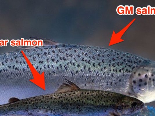 Οι Αμερικανοί θα τρώνε στο εξής γενετικά μεταλλαγμένο σολομό [εικόνες] | iefimerida.gr 1