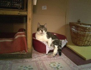 Οι γάτες του Ερμιτάζ -Μπήκαν με εντολή μιας τσαρίνας και μένουν ακόμη μέσα στο μουσείο, αιώνες μετά [εικόνες] | iefimerida.gr 2