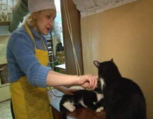 Οι γάτες του Ερμιτάζ -Μπήκαν με εντολή μιας τσαρίνας και μένουν ακόμη μέσα στο μουσείο, αιώνες μετά [εικόνες] | iefimerida.gr 0