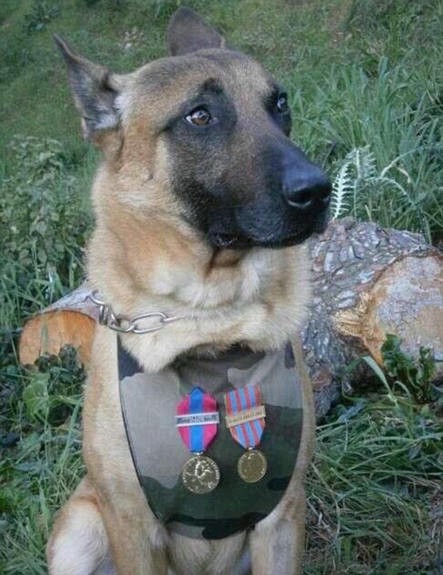 Η Ντίζελ, το σκυλί της αστυνομίας, λίγα λεπτά πριν τη σκοτώσουν οι τρομοκράτες - Πηγαίνοντας στο διαμέρισμα του Σεν Ντενί [εικόνες] | iefimerida.gr 1