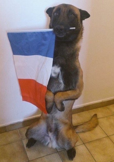 Η Ντίζελ, το σκυλί της αστυνομίας, λίγα λεπτά πριν τη σκοτώσουν οι τρομοκράτες - Πηγαίνοντας στο διαμέρισμα του Σεν Ντενί [εικόνες] | iefimerida.gr 2