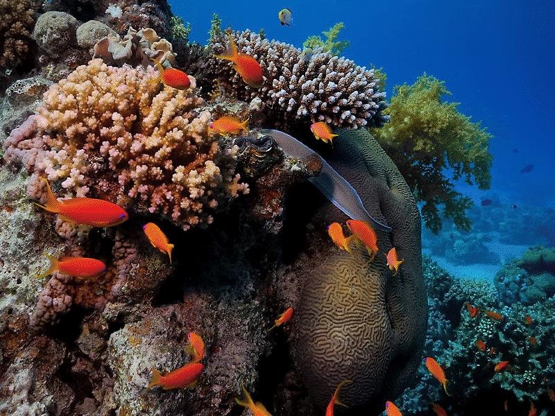 Yπερθέαμα με κοράλλια στο Πλανητάριο [εικόνες]  | iefimerida.gr 2