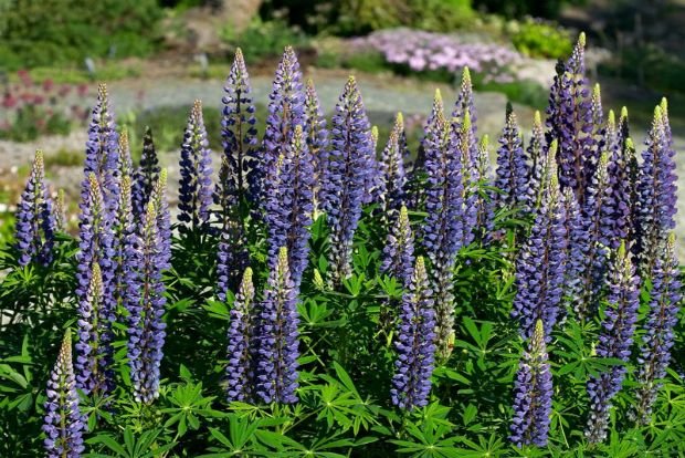 Λούπινο, το «κρέας του φτωχού»: Η καλλιέργειά του δίνει 400 ευρώ το στρέμμα -Τι είναι ο καρπός αυτός [εικόνες] | iefimerida.gr 2