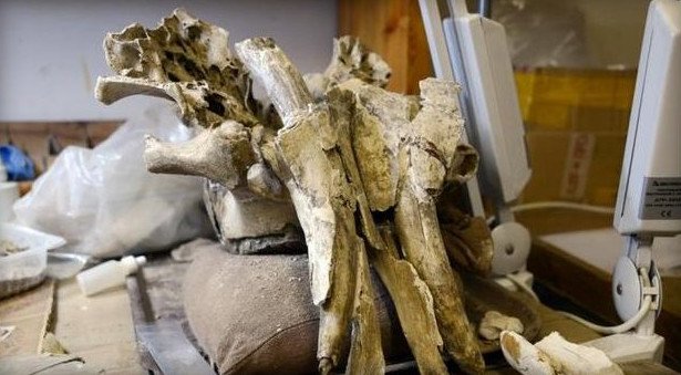 Πώς εξαφανίστηκαν τα μαμούθ [εικόνα] | iefimerida.gr 0