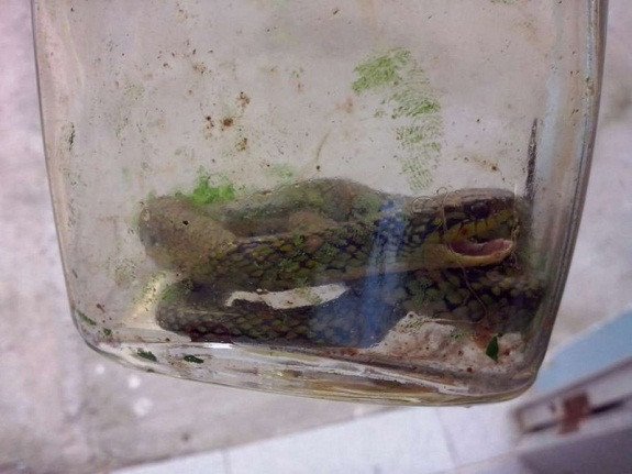 Ενας μικρός «Ηρακλής»: Μωρό σκότωσε οχιά με μία δαγκωνιά [εικόνες] | iefimerida.gr 1