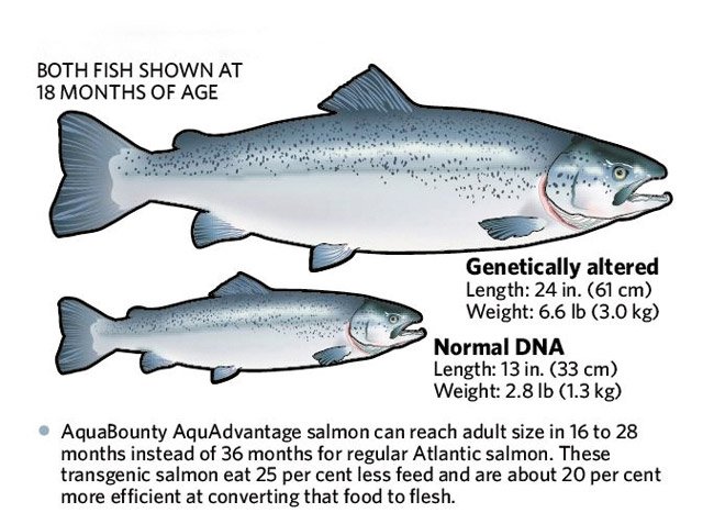 Οι Αμερικανοί θα τρώνε στο εξής γενετικά μεταλλαγμένο σολομό [εικόνες] | iefimerida.gr 0