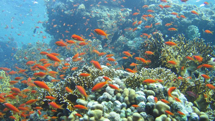 Yπερθέαμα με κοράλλια στο Πλανητάριο [εικόνες]  | iefimerida.gr 3