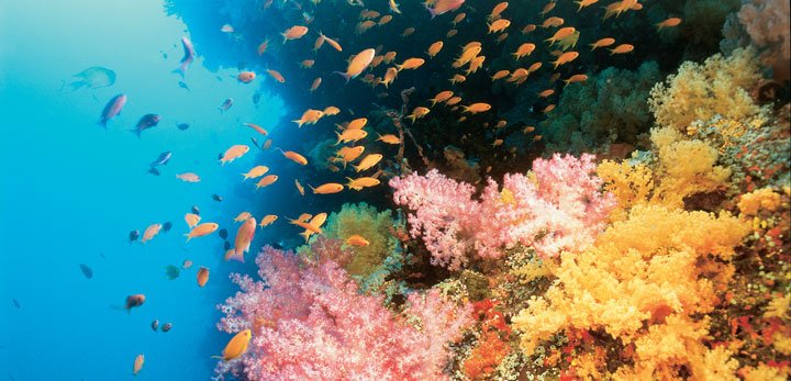 Yπερθέαμα με κοράλλια στο Πλανητάριο [εικόνες]  | iefimerida.gr 4