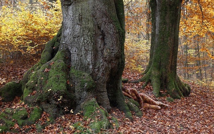 Mία οφθαλμαπάτη στο δάσος - Το γυμνό μοντέλο που έγινε ένα με τη φύση [εικόνες]  | iefimerida.gr 3