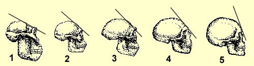 Υπάρχουμε... κατά τύχη: Οι διαβολικές συμπτώσεις, που οδήγησαν στην ανθρωπότητα [εικόνες] | iefimerida.gr 0