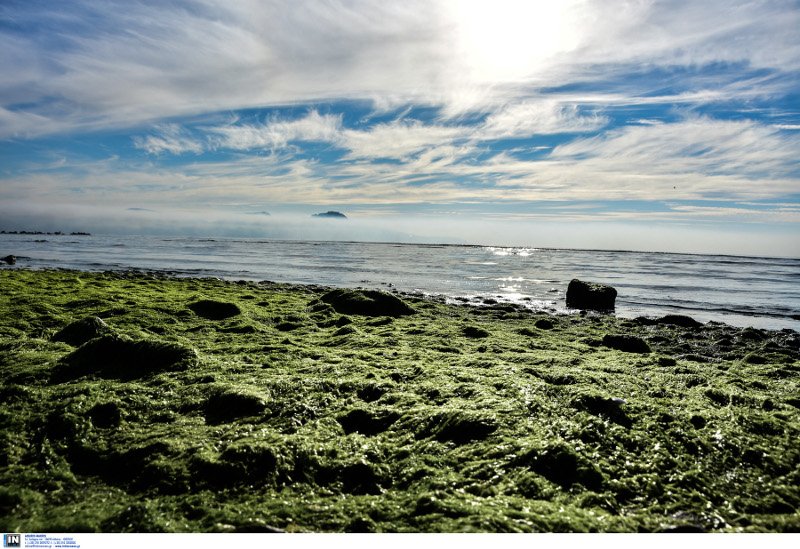 Εξαφανίστηκε ξανά η θάλασσα στο Ναύπλιο -Ο βυθός έγινε... παραλία [εικόνες & βίντεο] | iefimerida.gr 8