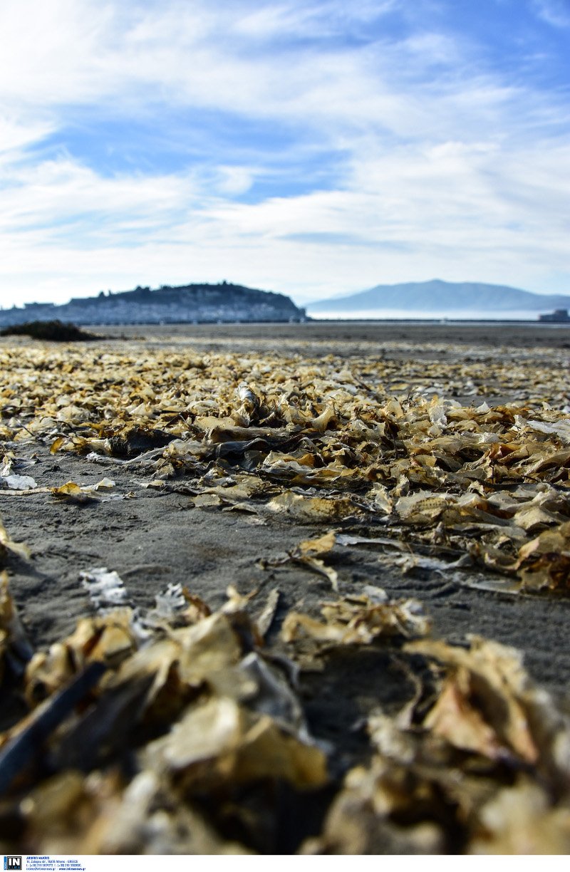 Εξαφανίστηκε ξανά η θάλασσα στο Ναύπλιο -Ο βυθός έγινε... παραλία [εικόνες & βίντεο] | iefimerida.gr 5