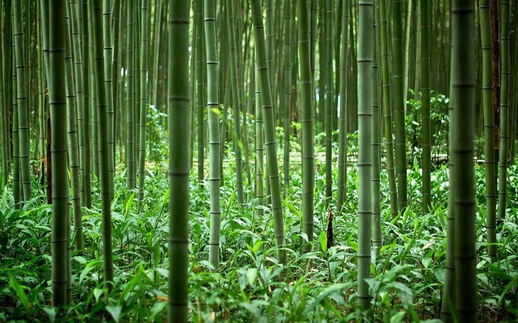Το «μουσικό» δάσος των μπαμπού -Βρίσκεται στην Ιαπωνία και τραγουδάει [εικόνες]  | iefimerida.gr 0
