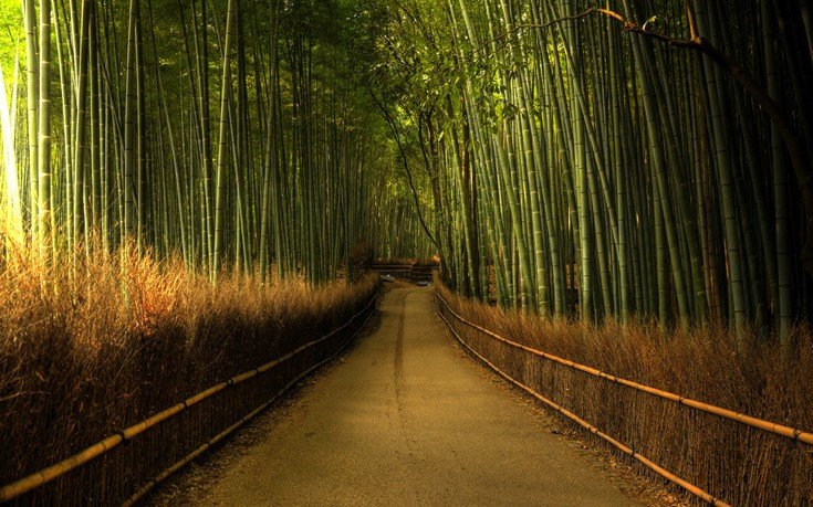 Το «μουσικό» δάσος των μπαμπού -Βρίσκεται στην Ιαπωνία και τραγουδάει [εικόνες]  | iefimerida.gr 1